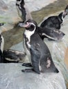 Penguin stands sideways on the stone Royalty Free Stock Photo