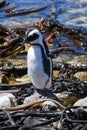 Penguin at Stony point of Betty\'s bay, South Africa Royalty Free Stock Photo