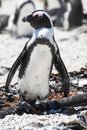 Penguin at Stony point of Betty\'s bay, South Africa Royalty Free Stock Photo