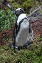 Penguin at Stony point of Betty\'s bay, South Africa Royalty Free Stock Photo