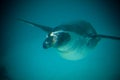 Penguin swimming Royalty Free Stock Photo