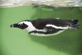 Penguin swimming in green water in the aquarium Royalty Free Stock Photo