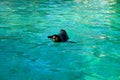 Penguin swimming in a local pool Royalty Free Stock Photo