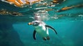 A penguin swimming marine life underwater ocean, Penguin on surface and dive dip water. Generative Ai Royalty Free Stock Photo