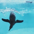 Penguin is swimming Royalty Free Stock Photo