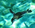 penguin swimming under water