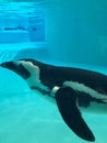 penguin swimming underwater in a blue water, swimming pool Royalty Free Stock Photo