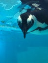 penguin swimming underwater in a blue water, swimming pool Royalty Free Stock Photo
