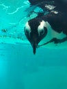 penguin swimming underwater in a blue water, swimming pool Royalty Free Stock Photo