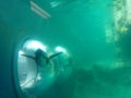 Penguins swimming underwater at Mystic Aquarium Royalty Free Stock Photo
