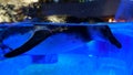 Penguin swimming in blue water aquarium. Ringed bird
