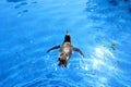 Penguin swims in the blue water in the zoo