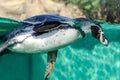 penguin swims in water. Humboldt penguin diving in pool at zoo. Selective focus, close-up Royalty Free Stock Photo