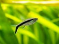 Penguin tetra Thayeria boehlkei isolated in a fish tank with blurred background