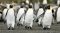 Penguin Trio Walking Together Royalty Free Stock Photo