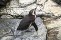 Penguin trying to fly in the Oceanario, Lisbon Royalty Free Stock Photo