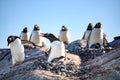 Penguin - gentoo penguin - Pygoscelis papua - with two chicks chasing another penguin away from nest, Petermann Island, Antarctica Royalty Free Stock Photo