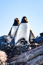 Penguin - gentoo penguin - Pygoscelis papua - with two chicks at Petermann Island, Antarctica Royalty Free Stock Photo