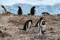 Penguins - gentoo penguin - Pygoscelis papua - with two chicks, one is begging for food at Neko Harbour, Antarctica Royalty Free Stock Photo