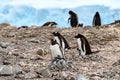 Penguins - gentoo penguin - Pygoscelis papua - with two chicks at Neko Harbour, Antarctica Royalty Free Stock Photo