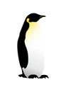 Penguin vector illustration isolated on white background Royalty Free Stock Photo