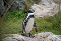 Penguin in Vienna Tiergarten Austria