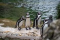 Penguin in Vienna Tiergarten Austria