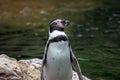 Penguin in Vienna Tiergarten Austria