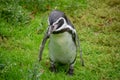 Penguin in Vienna Tiergarten Austria