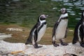 Penguin in Vienna Tiergarten Austria