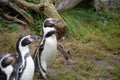 Penguin in Vienna Tiergarten Austria