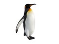 Penguin walk isolated on white background Royalty Free Stock Photo