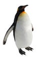 Penguin walk isolated on white background Royalty Free Stock Photo