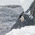 Penguin walk mountain