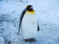 Penguin walk on snow Royalty Free Stock Photo