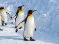 Penguin walk on snow Royalty Free Stock Photo
