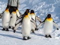 Penguin walk on snow Royalty Free Stock Photo