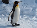 Penguin walk on snow Royalty Free Stock Photo