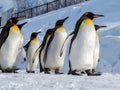 Penguin walk on snow Royalty Free Stock Photo