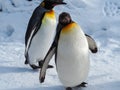 Penguin walk on snow Royalty Free Stock Photo