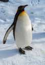 Penguin walk on snow Royalty Free Stock Photo