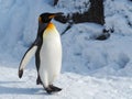 Penguin walk on snow Royalty Free Stock Photo