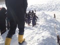 Penguins walk in winter