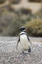 Penguin Walking