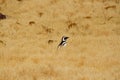 Penguin walking trhough the grassland