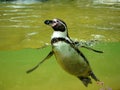 Penguin in water basin