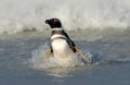 Penguin in the water. Bird playng sea waves. Penguin swimming the waves. Sea bird in the water. Magellanic penguin ocean wave in t