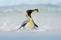 Penguin in the water. Funny bird image from wild nature. Wildlife scene from ocean. Wild Antarctica. Big King penguin jumps out of Royalty Free Stock Photo