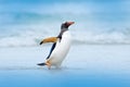 Penguin in water. Gentoo penguin jumps out of the blue water while swimming through the ocean in Falkland Island, bird in the natu Royalty Free Stock Photo