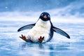 A penguin is in the water, looking at the camera Royalty Free Stock Photo